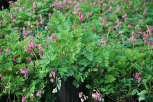 Load image into Gallery viewer, Cutleaf Bleeding Heart (Dicentra formosa &#39;Luxuriant&#39;), pink flowers
