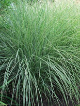 Load image into Gallery viewer, Miscanthus sinensis &#39;Morning Light&#39; (Variegated Maiden Grass)
