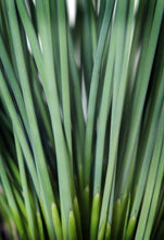 Load image into Gallery viewer, Blue-Green Rush (Juncus inflexus &#39;Blue Arrows&#39;), grass
