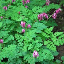 Load image into Gallery viewer, Cutleaf Bleeding Heart (Dicentra formosa &#39;Luxuriant&#39;), pink flowers
