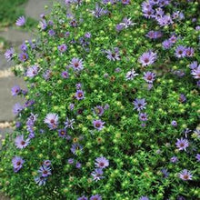 Load image into Gallery viewer, Aromatic Aster (Aster oblongifolius &#39;October Skies&#39;) perennial, purple flowers
