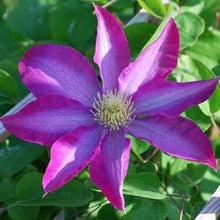 Load image into Gallery viewer, Clematis hybrid &#39;Pink Champagne™ (Hybrid Clematis)
