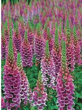 Load image into Gallery viewer, Digitalis purpurea &#39;Candy Mountain&#39; (Foxglove), purple flowers
