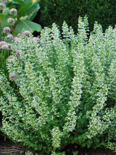 Load image into Gallery viewer, Calamintha nepeta &#39;White Cloud&#39; (Calamint)

