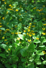 Load image into Gallery viewer, Chrysogonum virginianum (Green and Gold), yellow flowers
