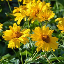 Load image into Gallery viewer, Heliopsis helianthoides &#39;Summer Sun&#39; (False Sunflower)
