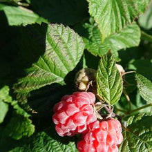 Load image into Gallery viewer, Bushel and Berry® (Rubus Raspberry Shortcake®)
