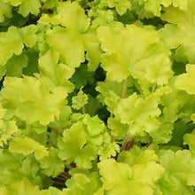 Load image into Gallery viewer, Heuchera x &#39;Lime Marmalade&#39; (Coral Bells)
