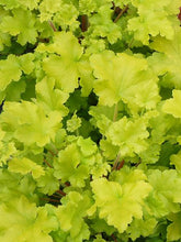 Load image into Gallery viewer, Heuchera x &#39;Lime Marmalade&#39; (Coral Bells)
