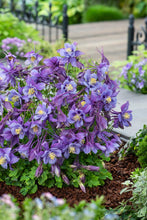Load image into Gallery viewer, Aquilegia Earlybird™Purple Blue (Columbine) perennial, purple flowers
