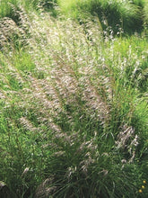 Load image into Gallery viewer, Tufted Hair Grass (Deschampsia cespitosa)
