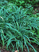 Load image into Gallery viewer, Bunny Blue Sedge (Carex laxiculmus Bunny Blue® &#39;Hobb&#39;)
