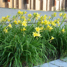 Load image into Gallery viewer, Hemerocallis &#39;Hyperion&#39; (Daylily)
