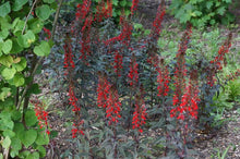 Load image into Gallery viewer, Cardinal Flower (Lobelia cardinalis &#39;Black Truffle&#39;)
