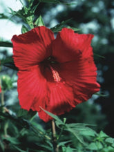 Load image into Gallery viewer, Hibiscus moscheutos &#39;Lord Baltimore&#39; (Hardy Hibiscus)
