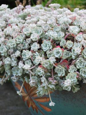 Sedum spathulifolium 'Cape Blanco' (Stonecrop)