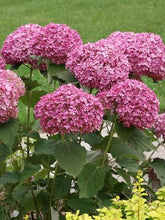 Load image into Gallery viewer, Dwarf Smooth Hydrangea (Hydrangea absorescens Invincibelle Mini Mauvette®), pink flowers
