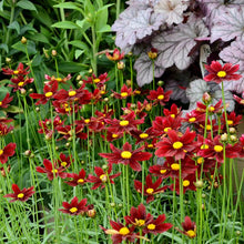 Load image into Gallery viewer, Coreopsis x Li&#39;l Bang™ &#39;Red Elf&#39; (Tickseed), red flowers
