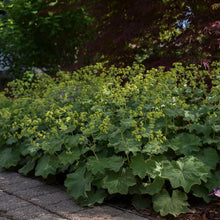Load image into Gallery viewer, Lady&#39;s Mantle (Alchemilla mollis)
