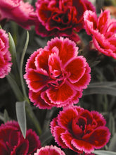 Load image into Gallery viewer, Dianthus EverLast™Burgundy Blush (Garden Pinks), pink flowers
