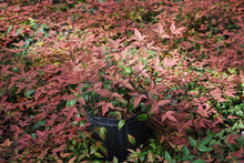 Load image into Gallery viewer, Dwarf Heavenly Bamboo (Nandina domestica &#39;Harbor Belle&#39;™)
