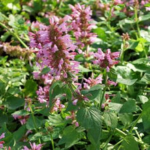 Load image into Gallery viewer, Agastache x Poquito™Lavender (Dwarf Hummingbird Mint) perennial
