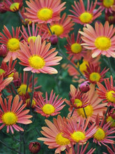 Load image into Gallery viewer, Chrysanthemum x &#39;Campfire Glow&#39; (Chrysanthemum)

