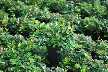 Load image into Gallery viewer, Gaultheria p. &#39;Peppermint Pearl&#39; (Wintergreen)
