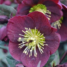 Load image into Gallery viewer, Helleborus x Frostkiss® Reanna&#39;s Ruby® (Lenten Rose)
