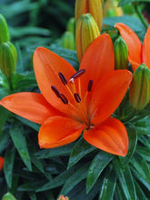 Load image into Gallery viewer, Lilium Lily Looks™ &#39;Tiny Heroes&#39; (Dwarf Asiatic Hardy Lily)
