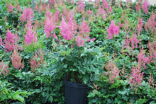 Load image into Gallery viewer, Astilbe japonica &#39;Rheinland&#39; (False Spirea) perennial, pink flowers
