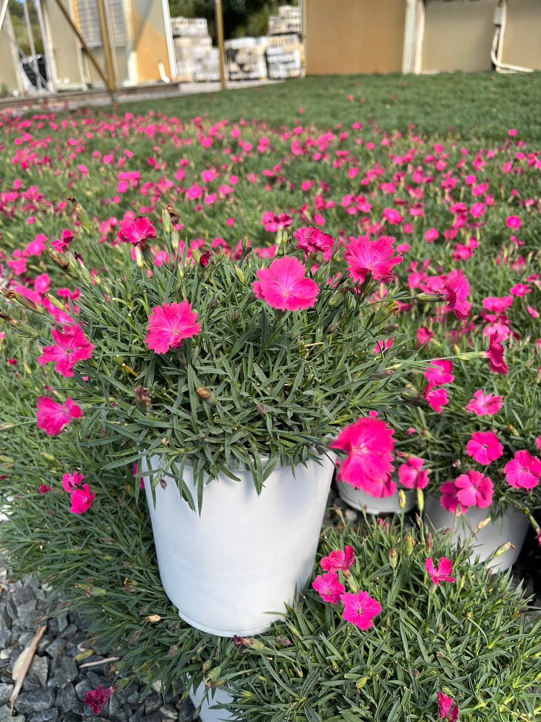 Dianthus Vivid™ Bright Light (Garden Pinks), pink flowers