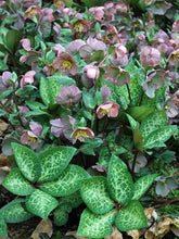Load image into Gallery viewer, Helleborus x Frostkiss® Penny&#39;s Pink (Lenten Rose)
