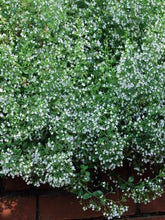 Load image into Gallery viewer, Calamintha nepeta &#39;White Cloud&#39; (Calamint)
