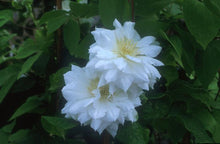 Load image into Gallery viewer, Clematis hybrid &#39;Duchess of Edinburgh&#39; (Hybrid Clematis), white flowers
