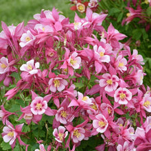 Load image into Gallery viewer, Aquilegia Kirigami™Rose &amp; Pink (Columbine) perennial, pink flower
