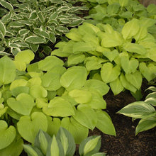 Load image into Gallery viewer, Hosta x &#39;August Moon&#39; (Plantain Lily)
