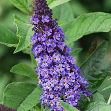 Load image into Gallery viewer, Buddleia Pugster Blue® (Butterfly Bush), blue flowers
