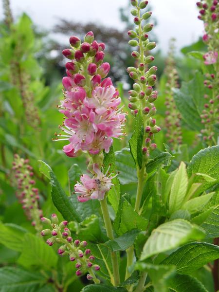 Ruby Spice Summersweet (Clethra a. 'Ruby Spice')