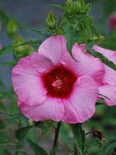 Load image into Gallery viewer, Hibiscus moscheutos &#39;Lady Baltimore&#39; (Hardy Hibiscus)
