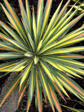 Load image into Gallery viewer, Yucca filamentosa &#39;Color Guard&#39; (Vareigated Adam&#39;s Needle)

