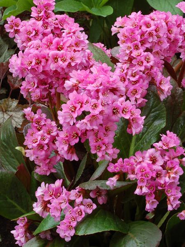 Bergenia x 'Spring Fling' (Heartleaf Bergenia), pink flowers