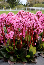 Load image into Gallery viewer, Bergenia x &#39;Spring Fling&#39; (Heartleaf Bergenia), pink flowers

