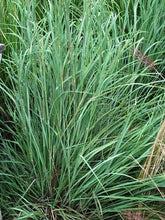 Load image into Gallery viewer, Big Bluestem (Andropogon gerardii), grass
