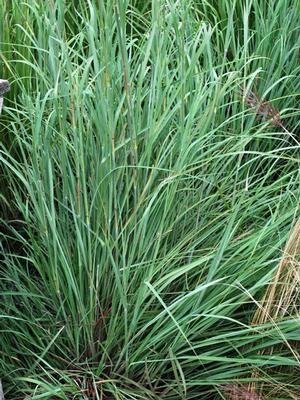 Big Bluestem (Andropogon gerardii), grass