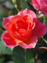 Load image into Gallery viewer, Coral Knock Out®, red rose
