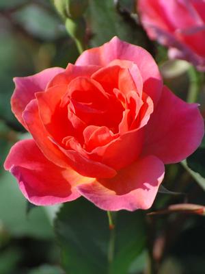 Coral Knock Out®, red rose