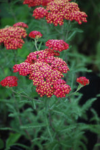 Load image into Gallery viewer, Achillea millefolium Paprika (Yarrow) perennial

