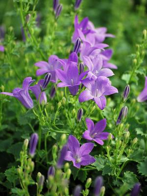 Bellflower (Campanula x 'Birch Hybrid'), purple flowers