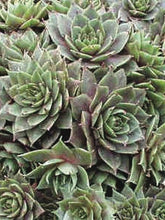 Load image into Gallery viewer, Sempervivum &#39;Saturn&#39; (Hens and Chicks)
